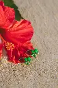 boucle_oreille_goldenpalmeria_kreaia_2.webp